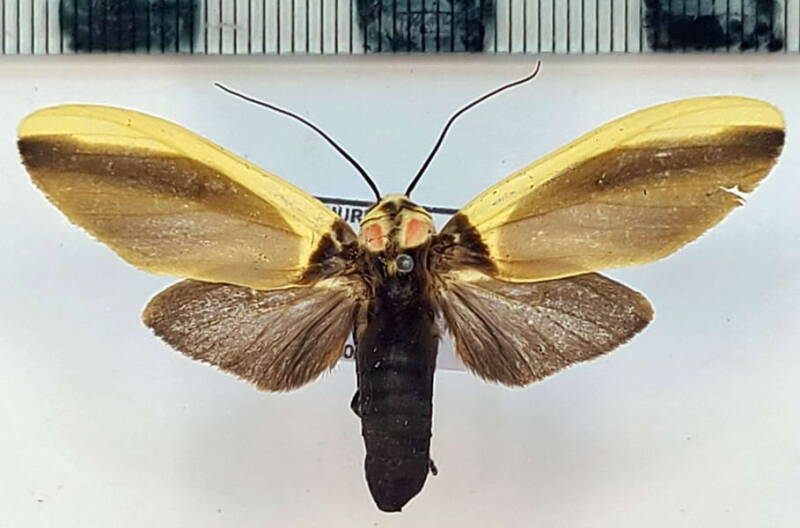 cratoplastis_diluta_f02_vnz-standard.jpg