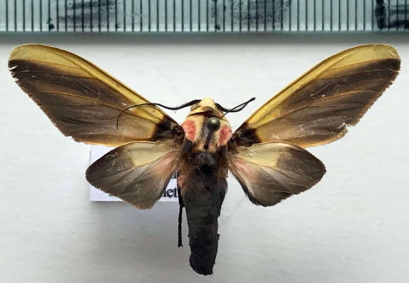 cratoplastis_diluta_m_Costa Rica