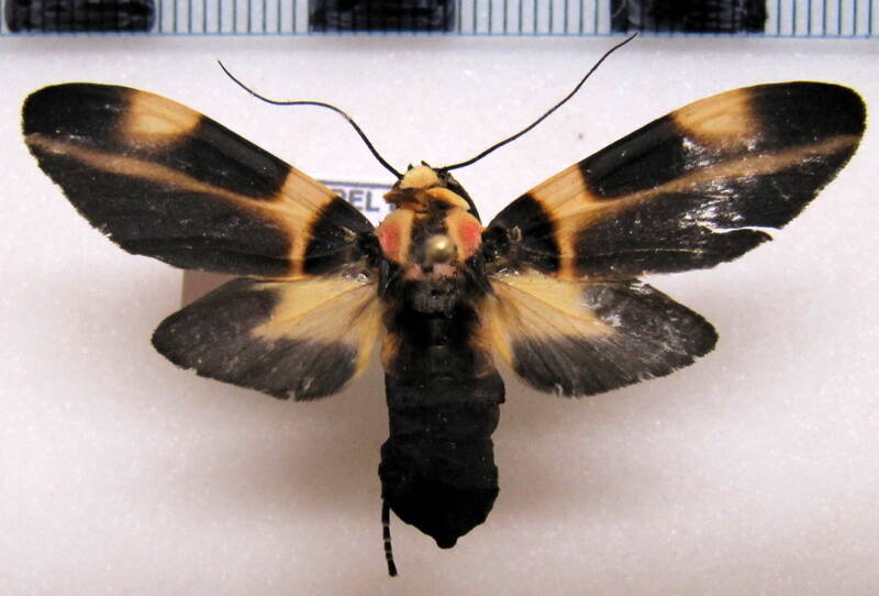 cratoplastis_rectiradia_f02_gf-standard.jpg