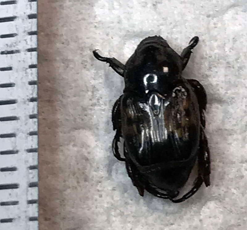 cremida_retusa_Guyane fr
