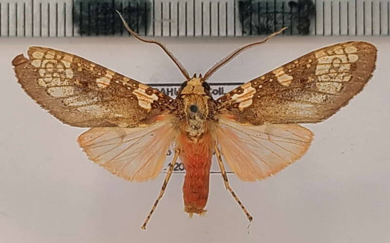 cresera_annulata_m_vnz-standard.jpg