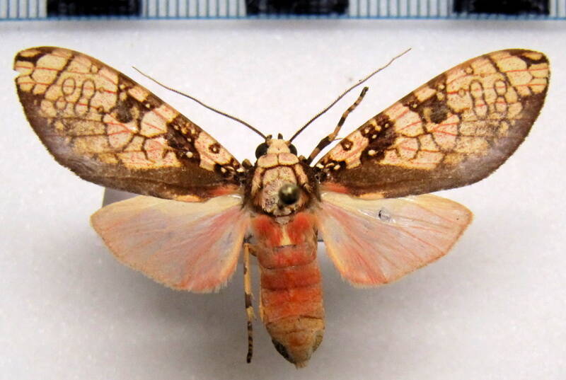 cresera_ilioides_f02_gf-standard.jpg
