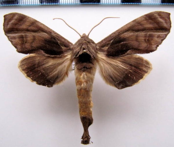 Crinodes besckei mâle Mexique