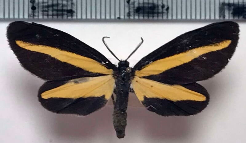 crocomela_erectistria_m_col-standard.jpg