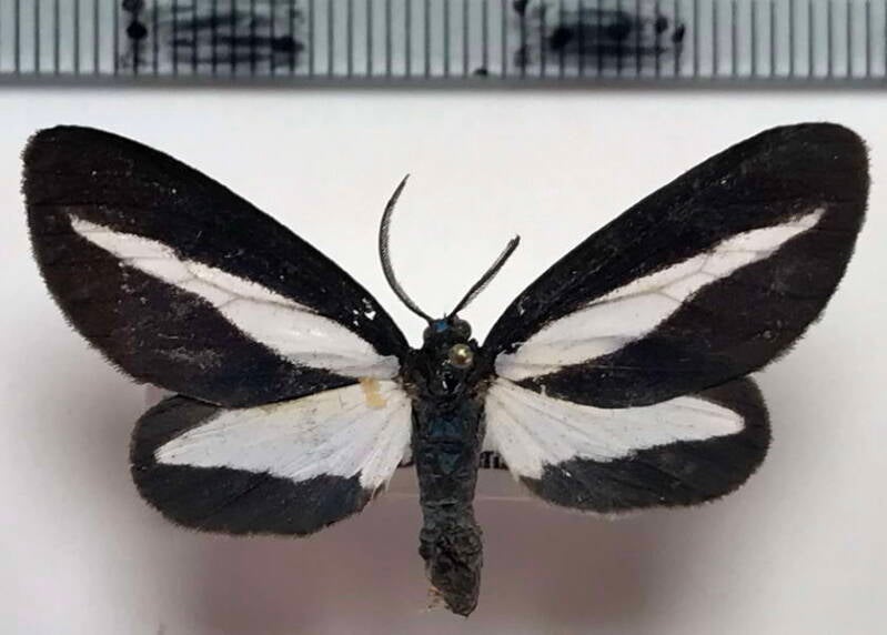 crocomela_sp849_m_col-standard.jpg