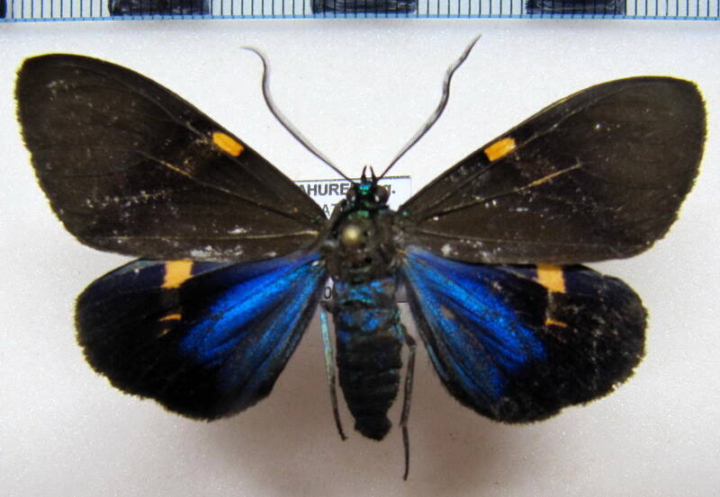 ctenucha_sp_eq-standard.jpg