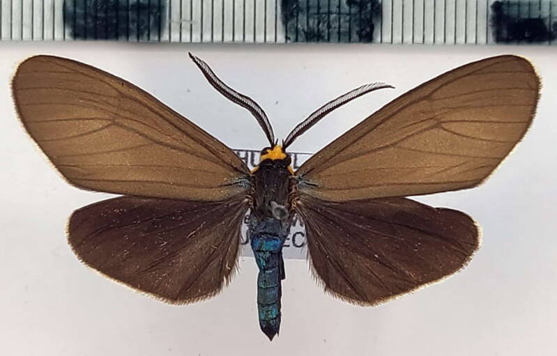 ctenucha_virginica_m_qbc-standard.jpg