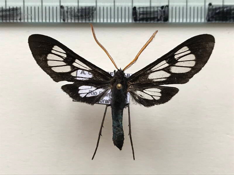 ctenuchina_sp396_m_eq-standard.jpg