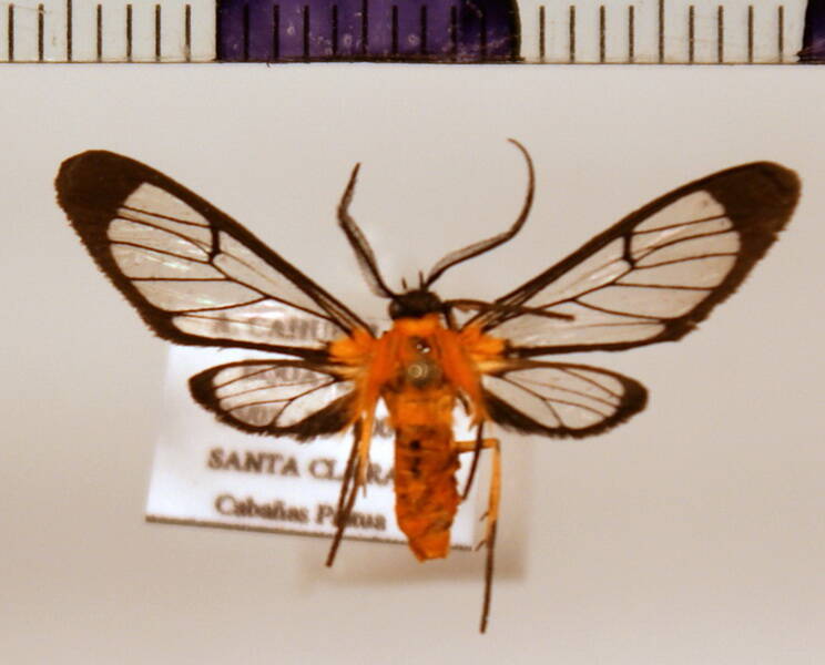 ctenuchinae_03-standard.jpg