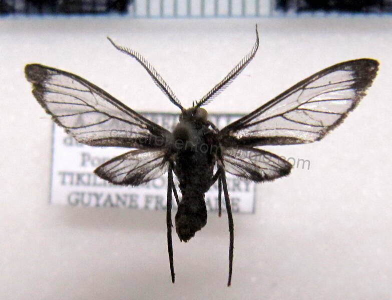 ctenuchinae_sp02_m_gf-standard.jpg