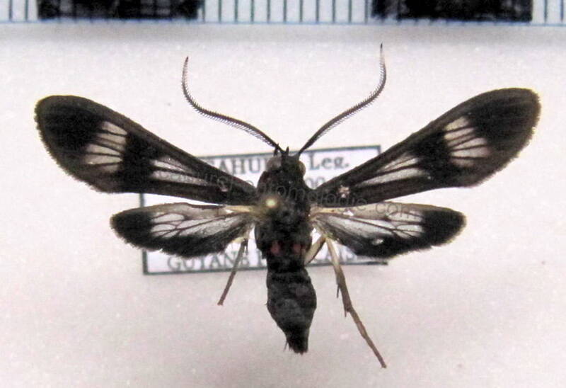 ctenuchinae_sp04_gf-standard.jpg