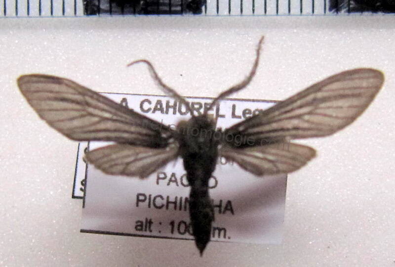 ctenuchinae_sp05_eq-standard.jpg