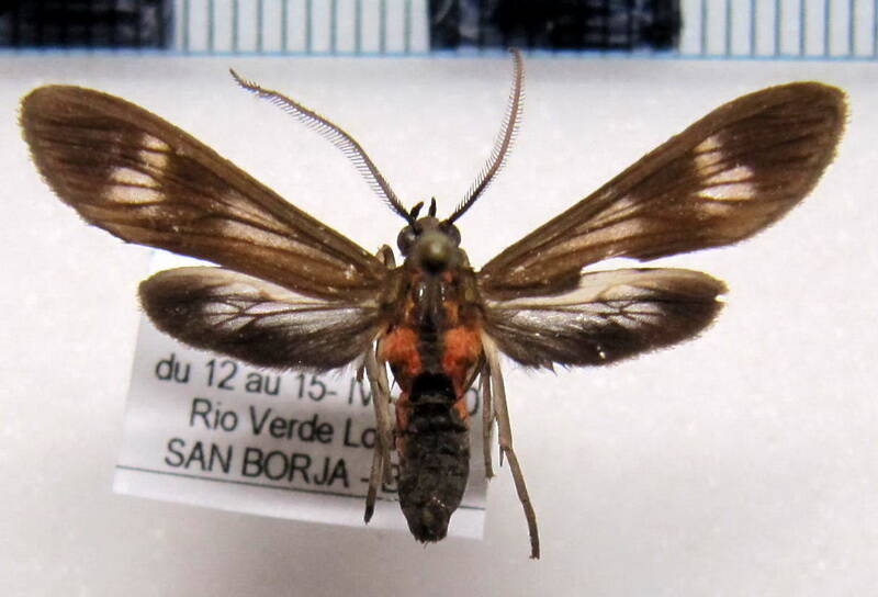 ctenuchinae_sp26m_bol-standard.jpg
