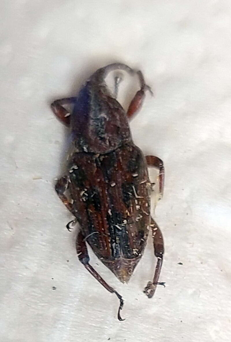 Curculionidae sp  Guyane française