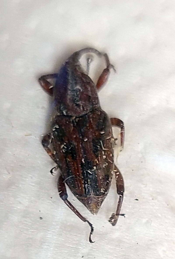 Curculionidae sp  Guyane française