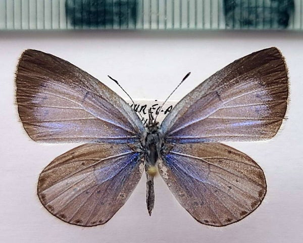 Celastrina argiolus femelle France