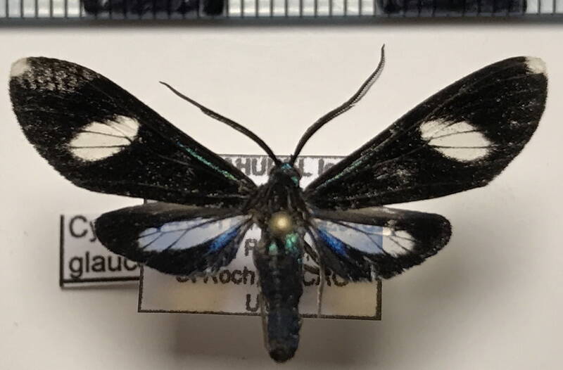 cyanopepla_glaucopoides_m_gf-standard.jpg