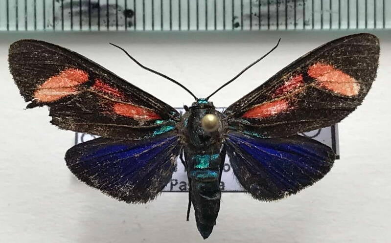 cyanopepla_hurama_f_Equateur