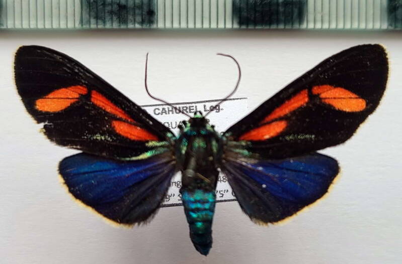 cyanopepla_hurama_f_Equateur