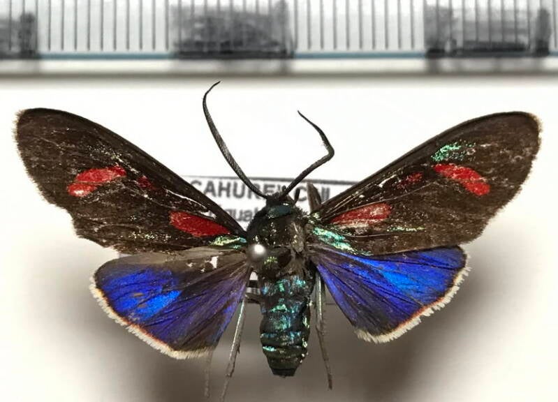 cyanopepla_hurama_m_Equateur
