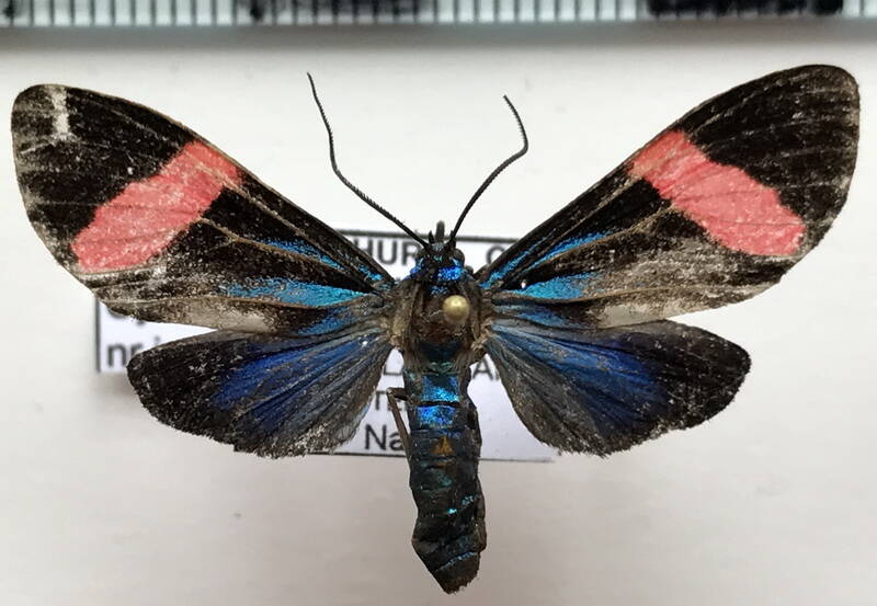 cyanopepla_nr_inachia_m_Equateur