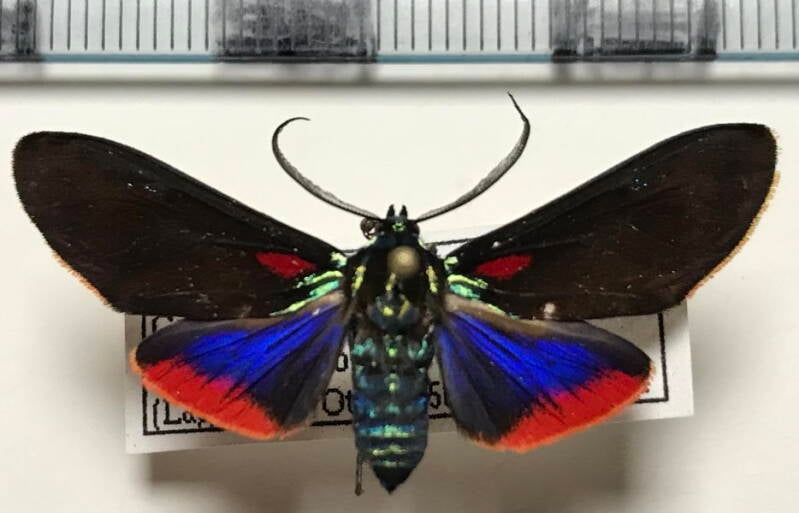 cyanopepla_sp566_m01_Colombie