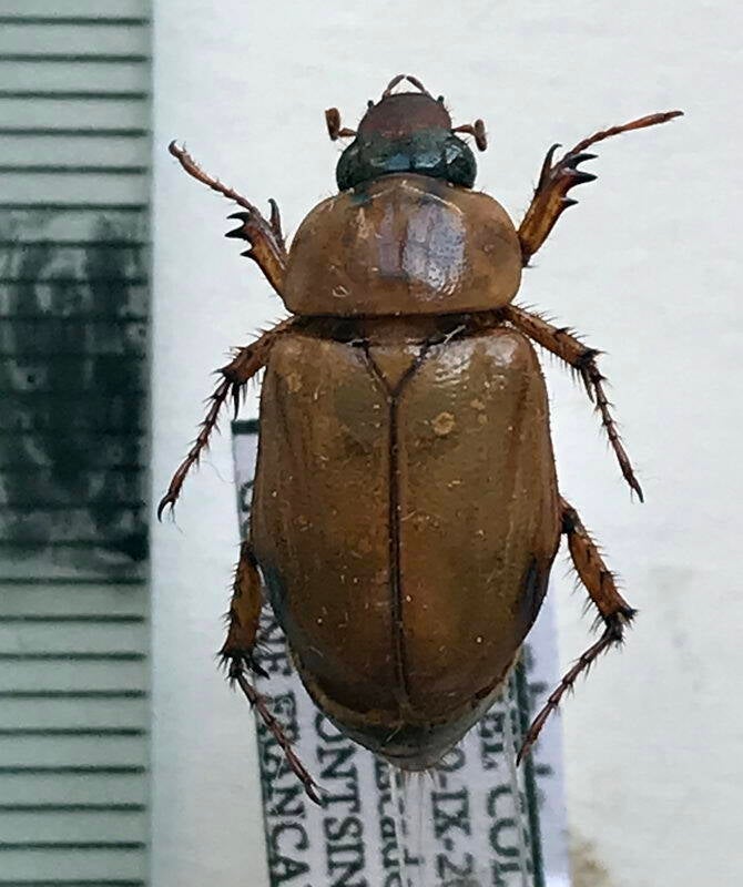 cyclocephala-amazona_Guyane fr