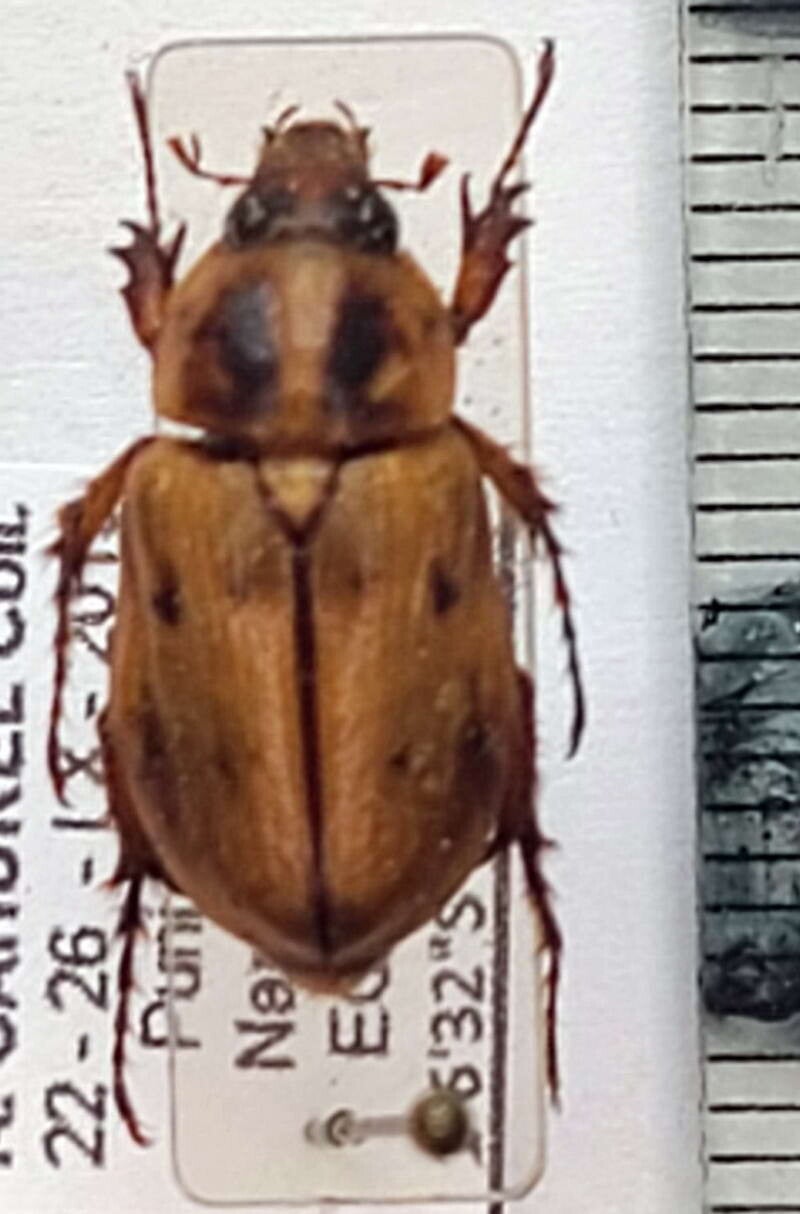 Cyclocephala amazona femelle Equateur
