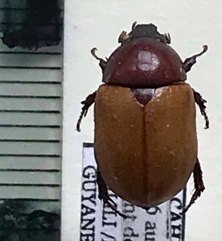cyclocephala_bicolor_m_Guyane fr