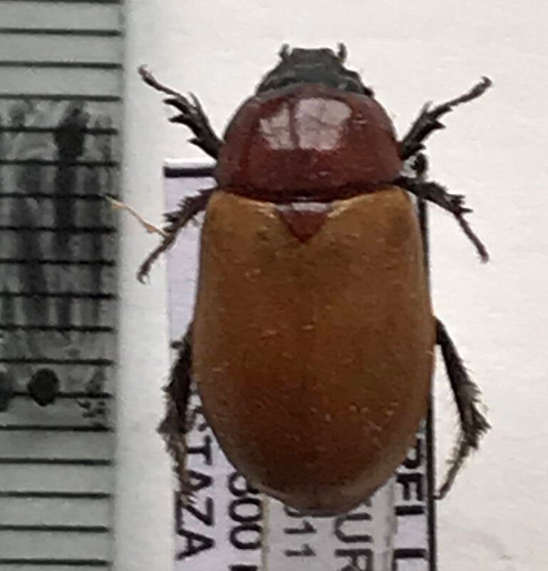 cyclocephala_contraria_Equateur