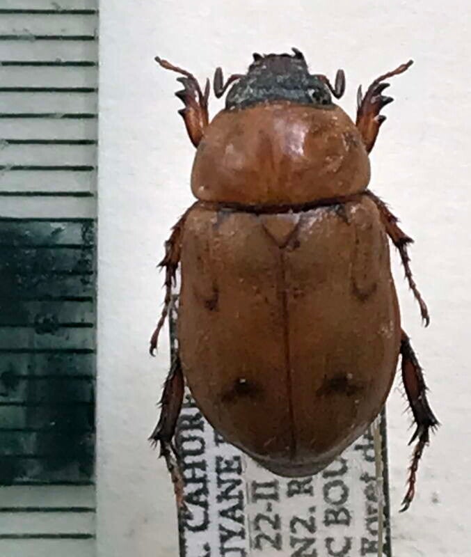 Cyclocephala diluta femelle Guyane française