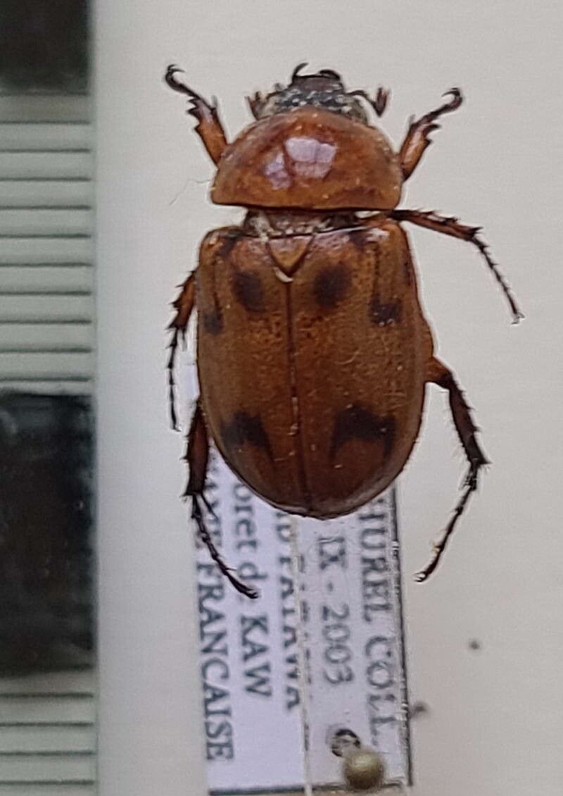 Cyclocephala diluta mâle Guyane française