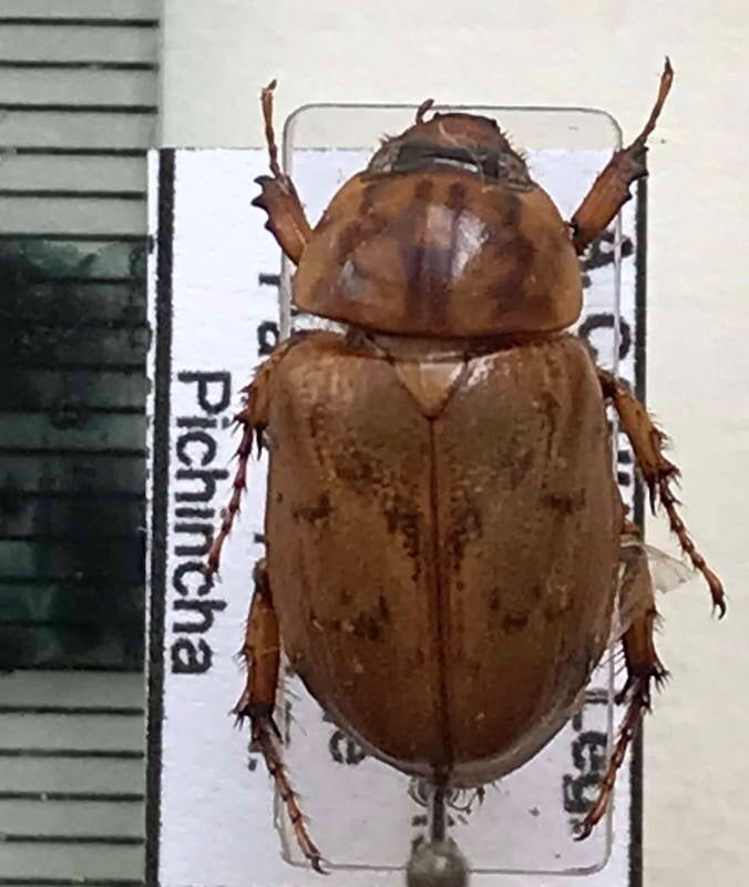 cyclocephala_fulgurata_f_Equateur