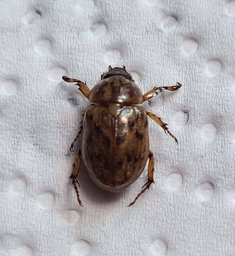 cyclocephala_fulgurata_f_Equateur