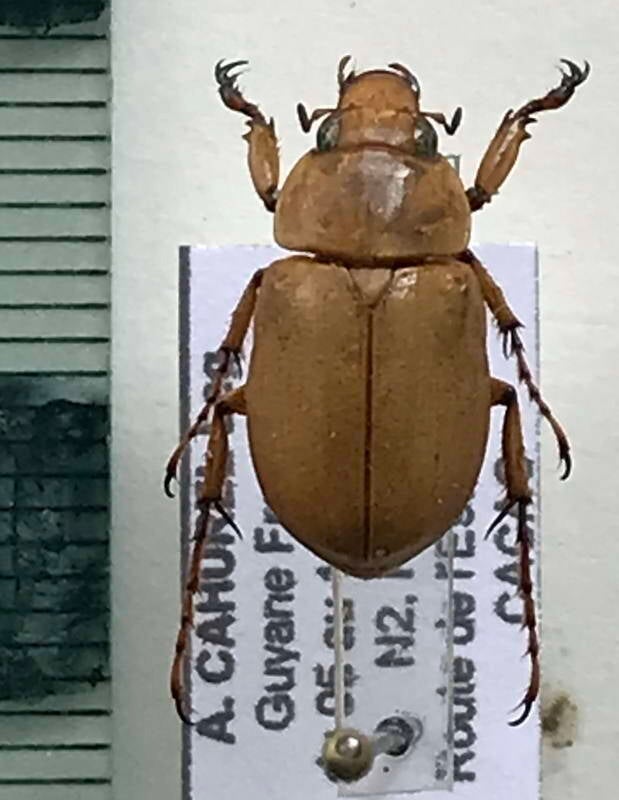 cyclocephala_guianae_m_Guyane fr
