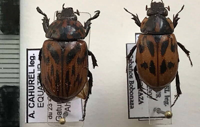 cyclocephala_helavai_cple_Equateur