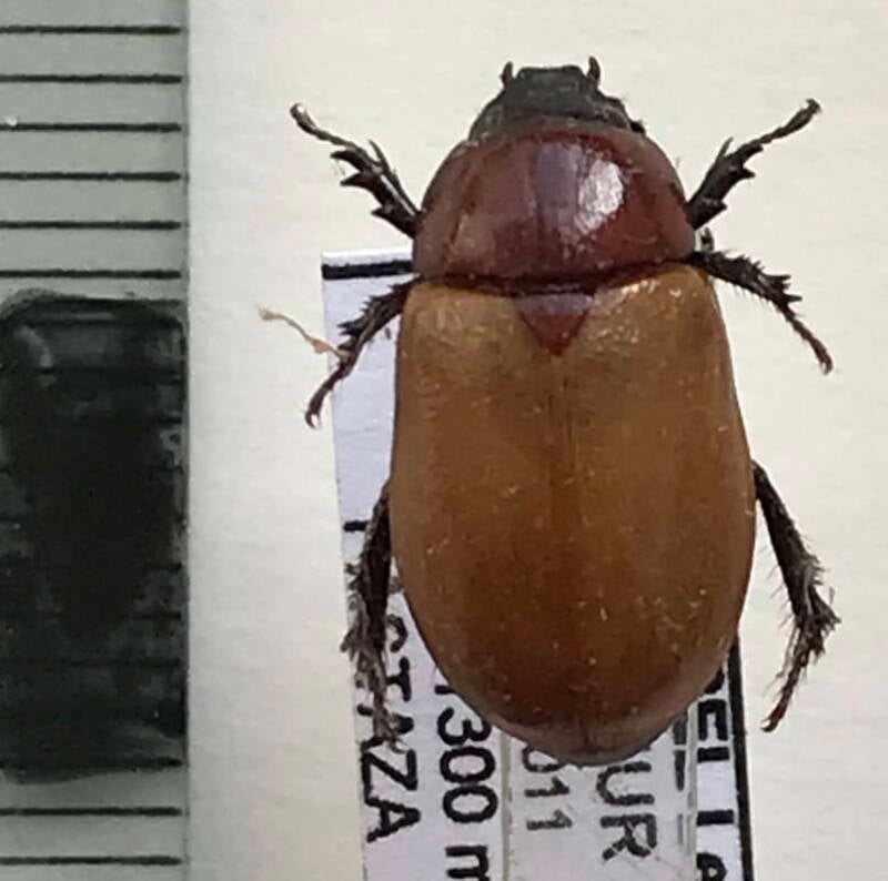 cyclocephala_malanocephala_f_Equateur