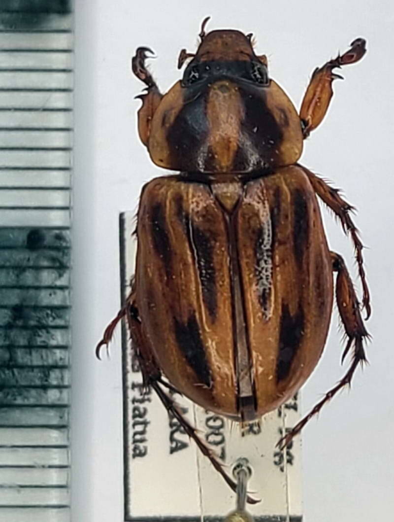 cyclocephala_mannheimis_m_Equateur