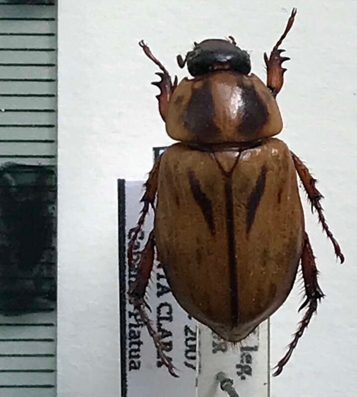 Cyclocephala mannheimsi femelle Equateur