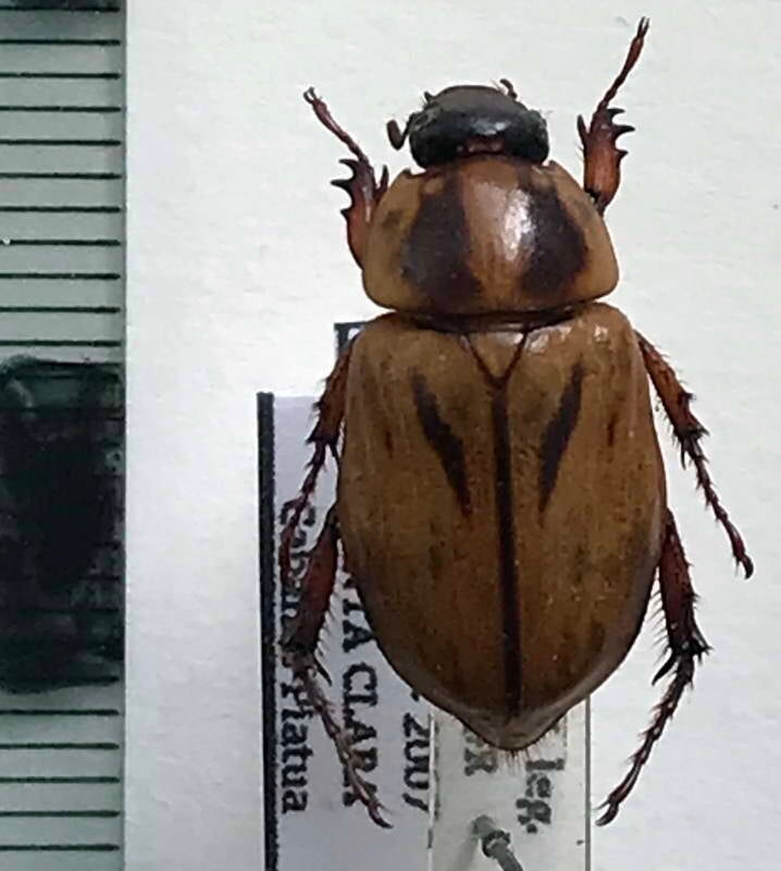 cyclocephala_mannheimsi_f_Equateur