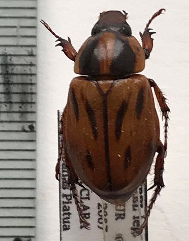 cyclocephala_mannheimsi_f_Equateur