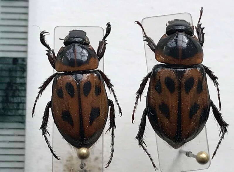 cyclocephala_marginalis_cple_Guyane fr