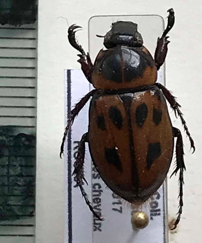 cyclocephala_marginalis_m_Guyane fr