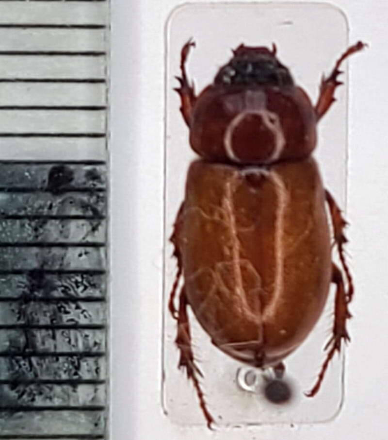 cyclocephala_melanocephala_m_Equateur