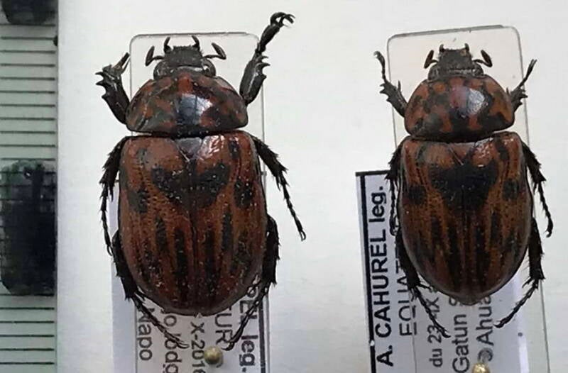cyclocephala_molesta_cple_Equateur