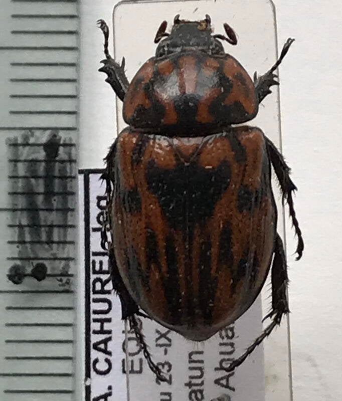 cyclocephala_molesta_f_Equateur
