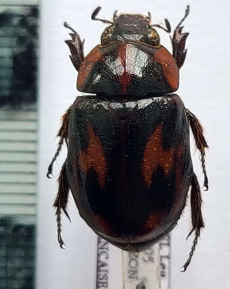 cyclocephala_picipes_f_Guyane fr