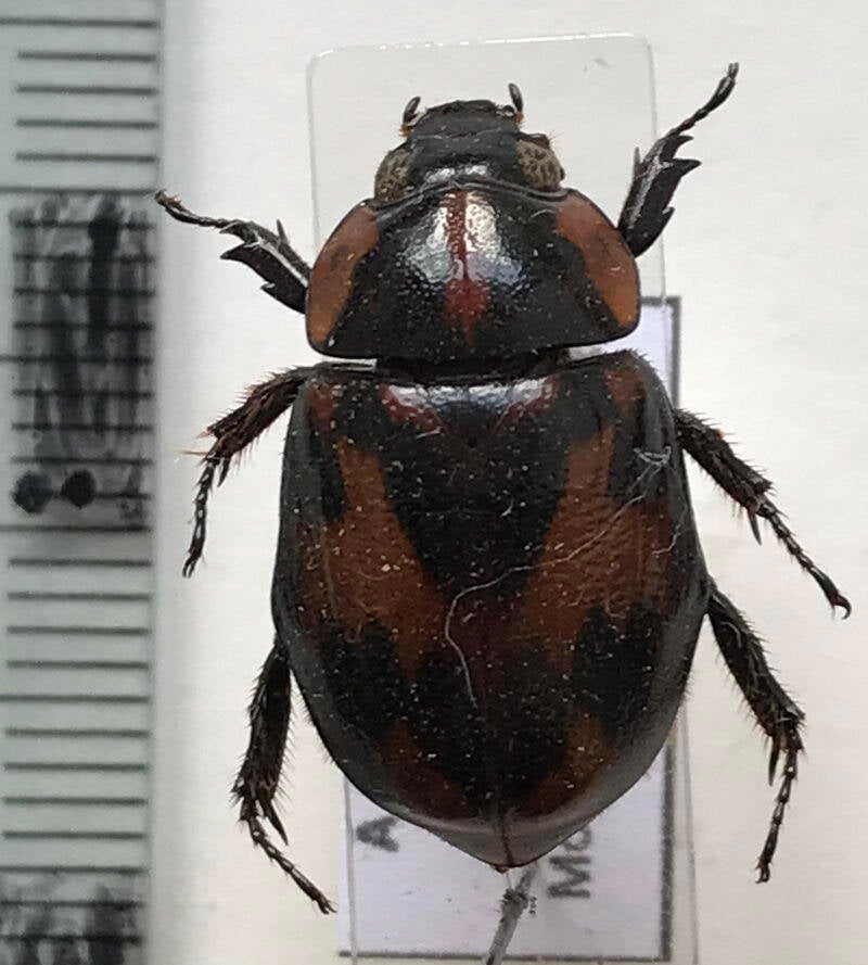 cyclocephala_picipes_Guyane fr