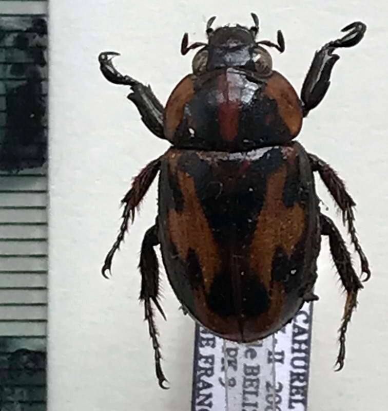cyclocephala_picipes_m_Guyane fr