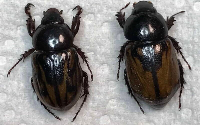 cyclocephala_pugnax_cple_Guyane fr